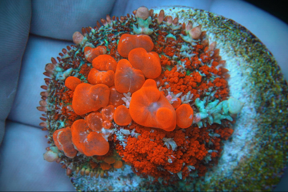 RAH Red Sunkist Bounce mushroom