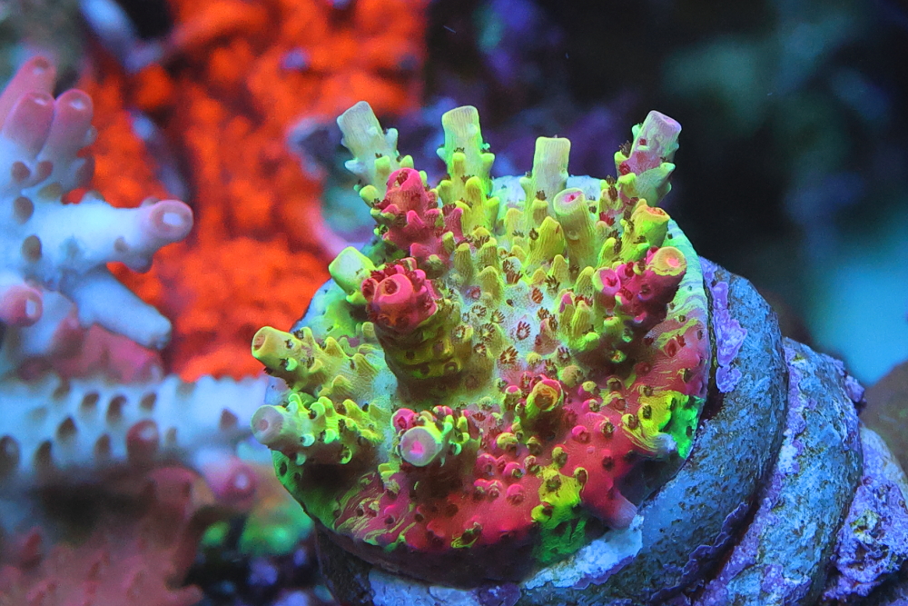AK (PC) Rainbow Grafted acro AK (PC) Rainbow Grafted acro